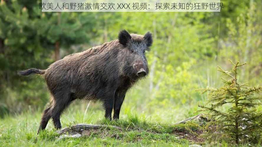 欧美人和野猪激情交欢 XXX 视频:探索未知的狂野世界